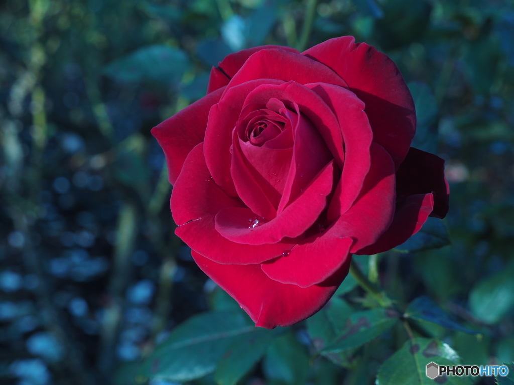 薔薇