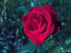 薔薇