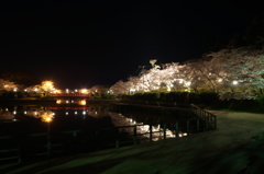 甘木公園の夜桜