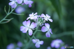 花の喩と想う処