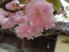 さくらあん