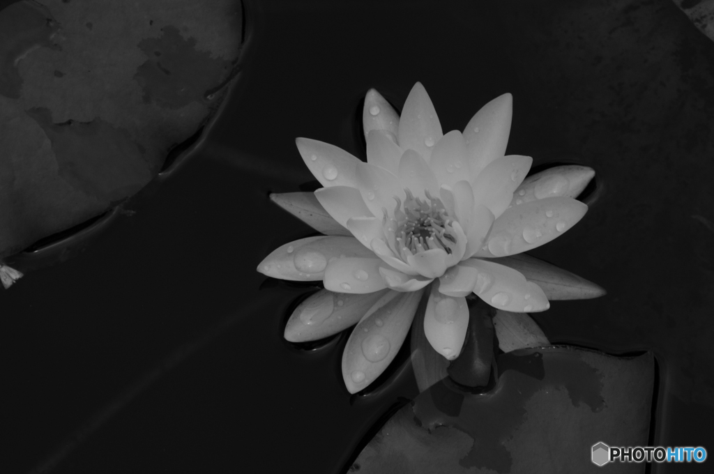 Waterlilly