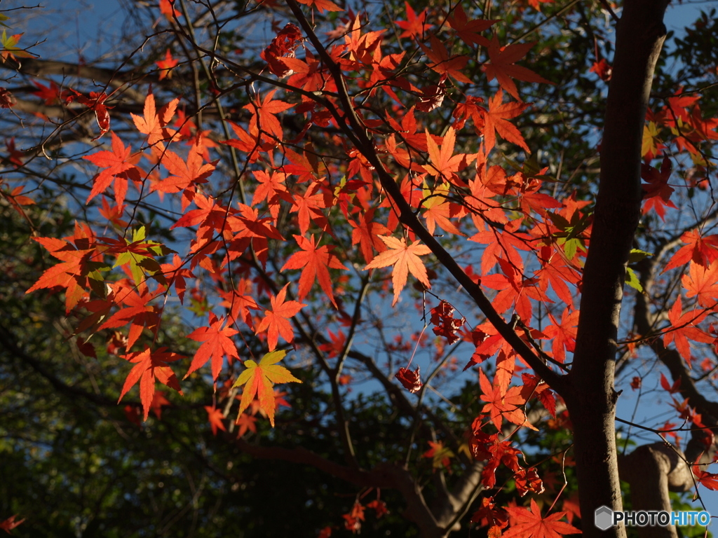 なごり紅葉