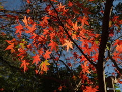 なごり紅葉