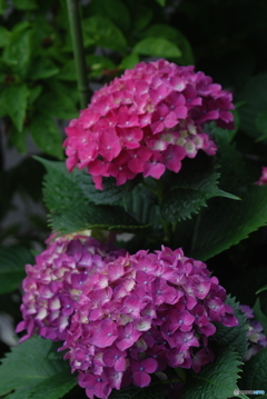 紫陽花