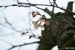 花一女