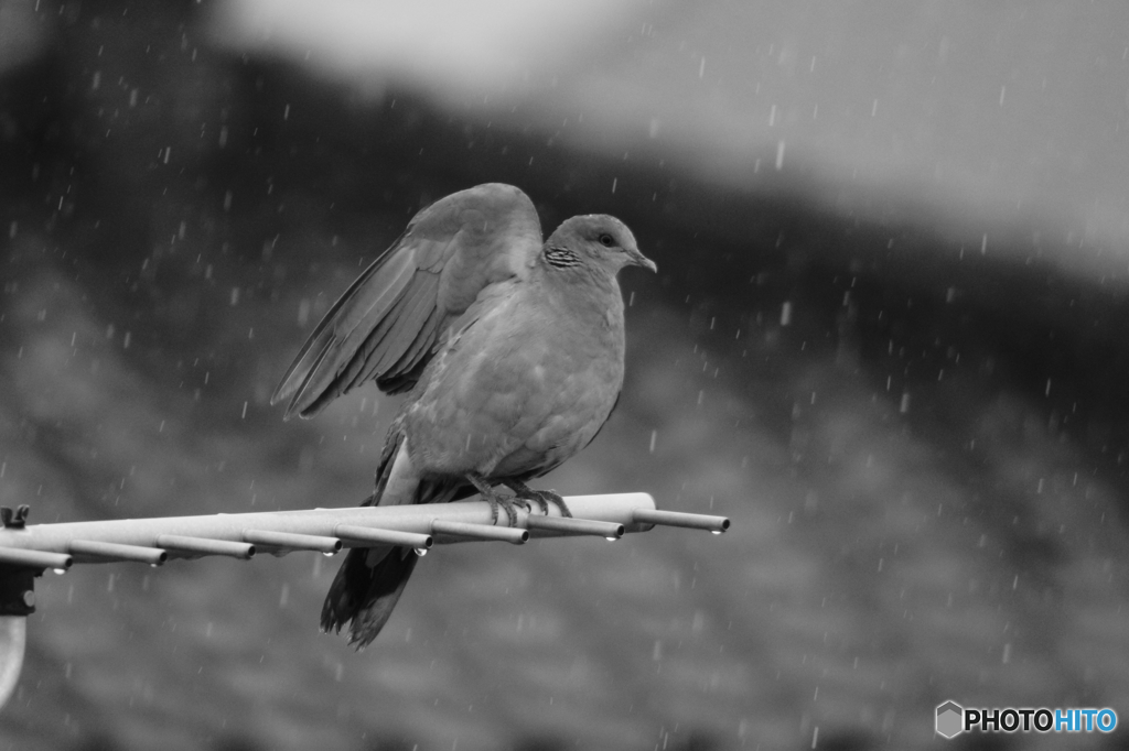 雨洗いの翼