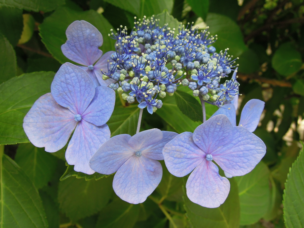 紫陽花の花２