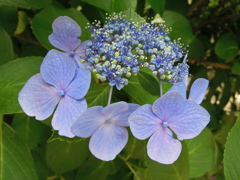紫陽花の花２