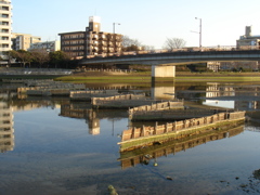 室見川白魚仕掛け