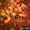 茜色に染まって