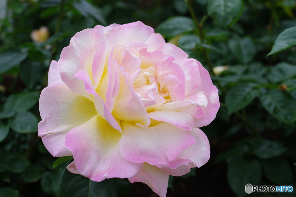 雨上がりの薔薇達