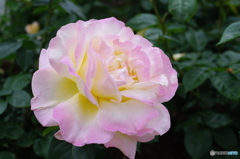雨上がりの薔薇達