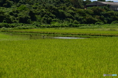 実りの秋