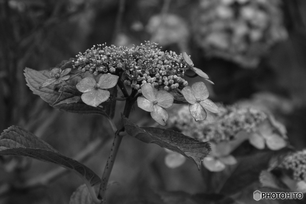 額紫陽花