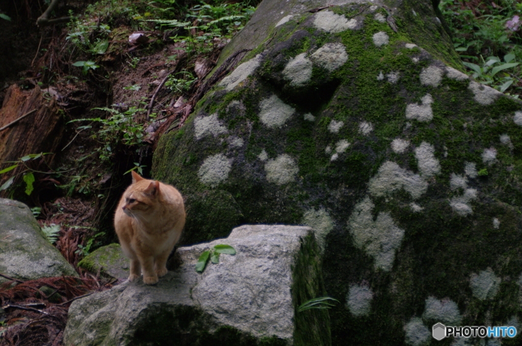 マダラ岩と猫