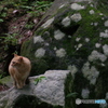 マダラ岩と猫