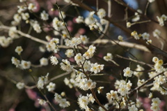 DSC00250