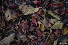 枯葉たちの午後