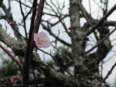遅咲きの梅