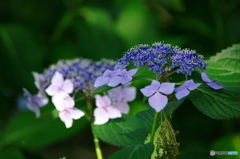 額紫陽花