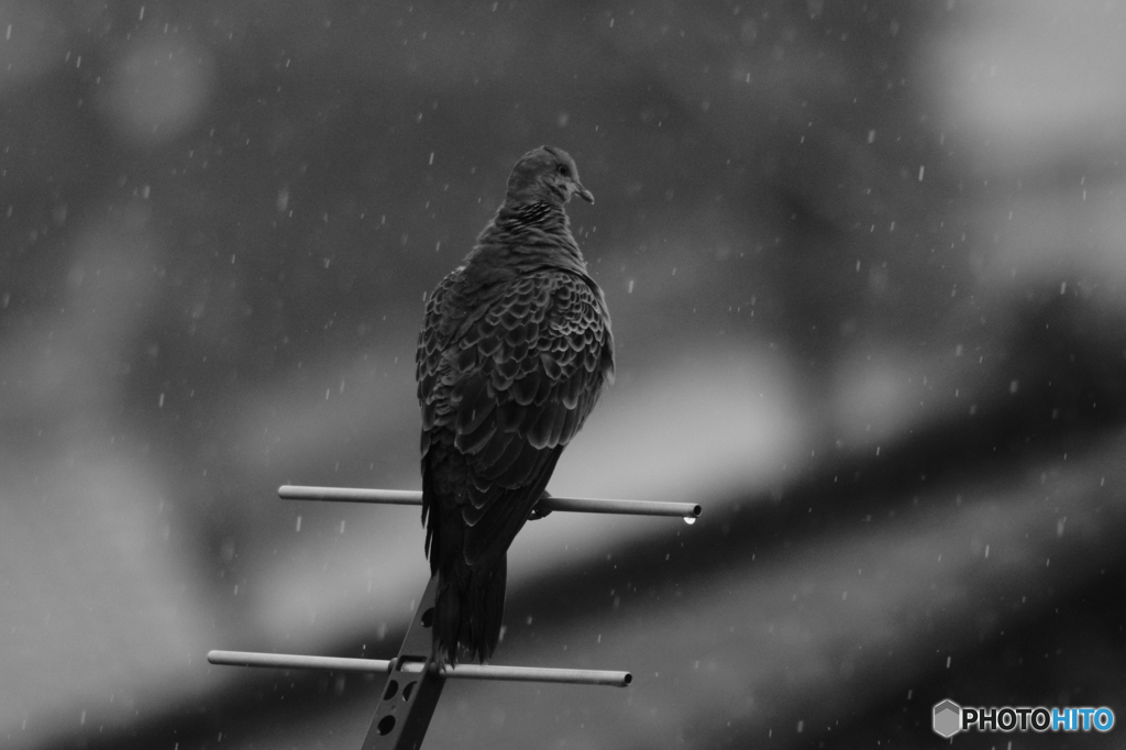 雨に佇む…②