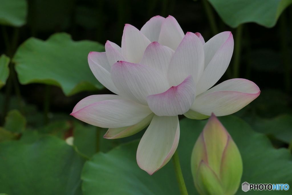 蓮の花