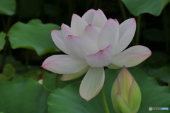 蓮の花
