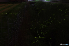 蛍光跡