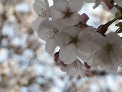 桜咲く