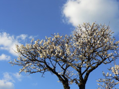 空と白梅