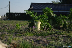 イナバウアー