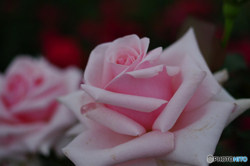 雨上がりの薔薇達