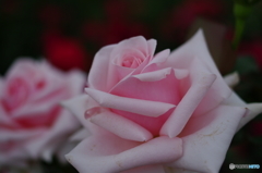 雨上がりの薔薇達
