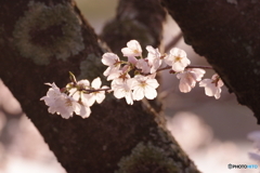 茜に桜