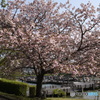 桟橋を望む