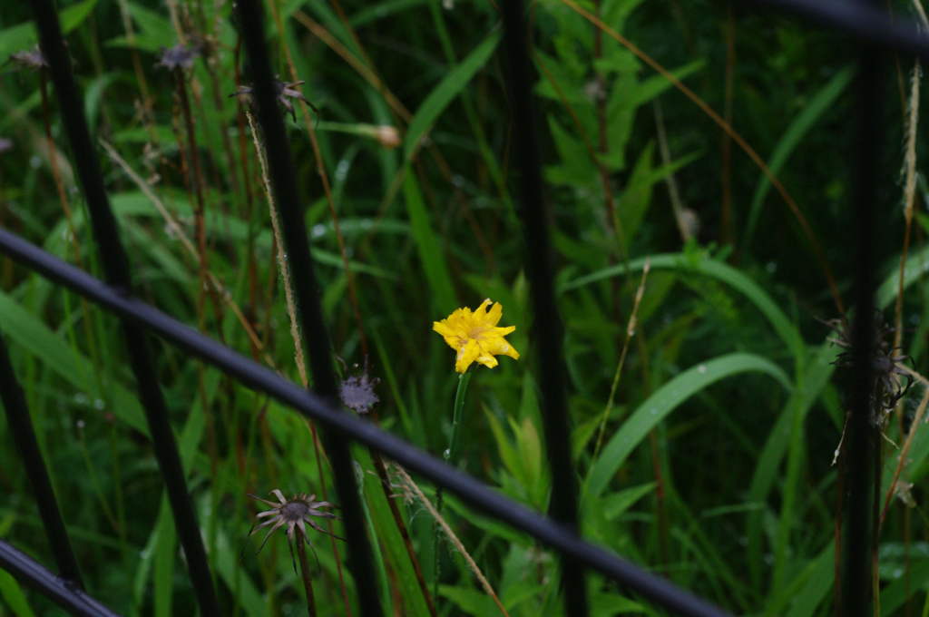 囚われの花