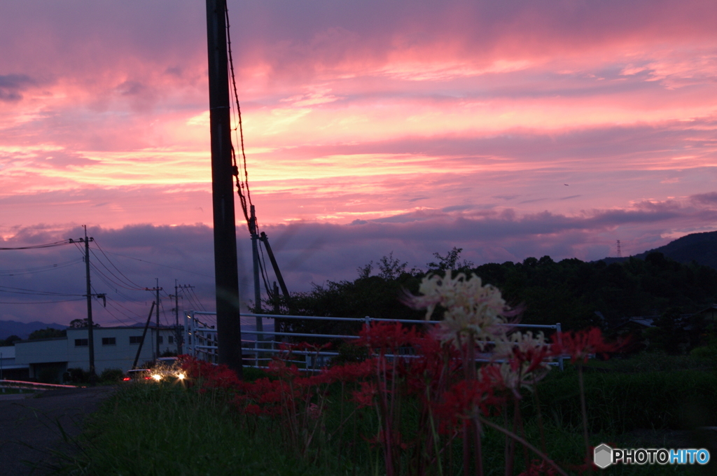 夕暮れの彼岸花