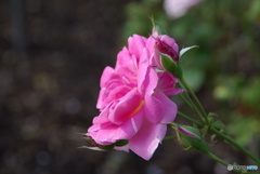 pinkrose