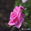 pinkrose