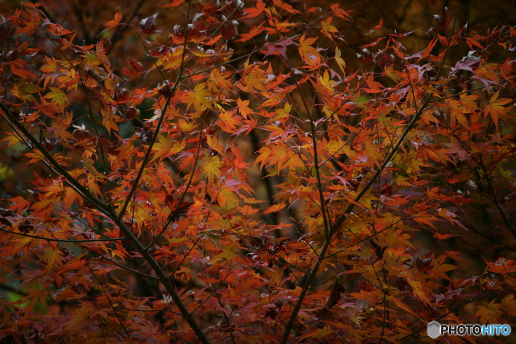 晩秋の秋彩①