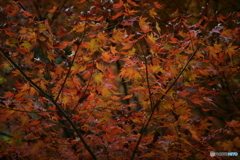 晩秋の秋彩①