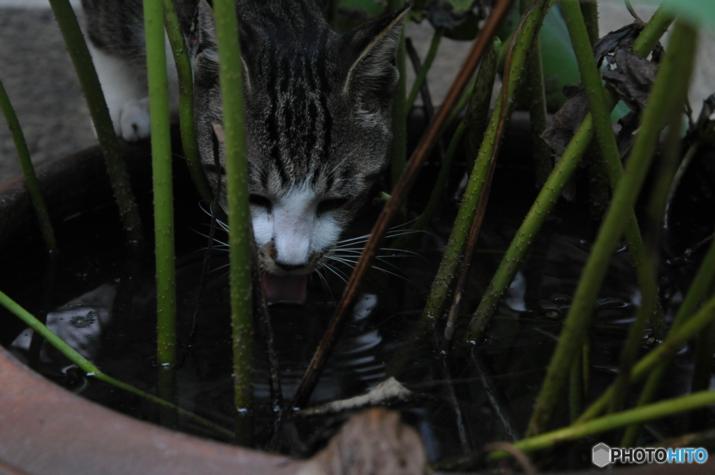 水を飲む猫