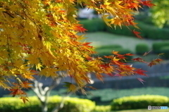 紅葉３