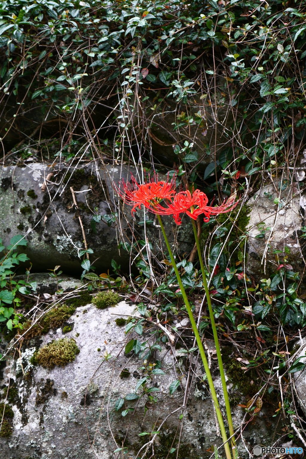 石垣と彼岸花