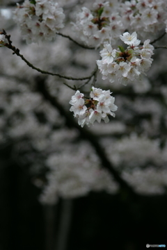双栄の桜