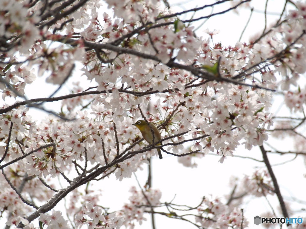 桜にメジロ