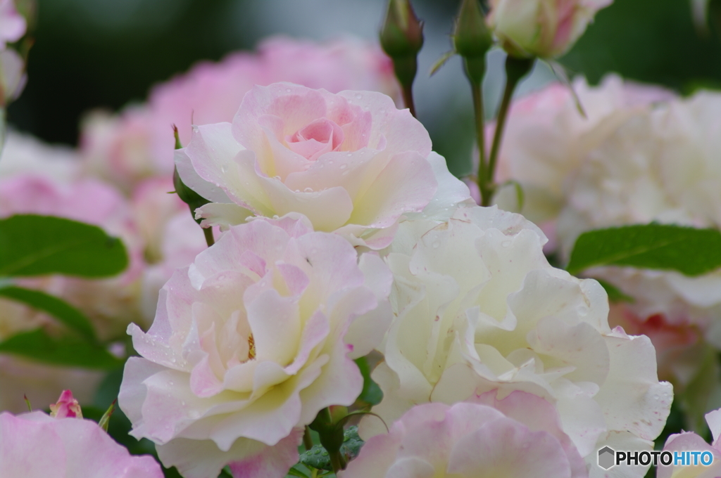 雨上がりの薔薇達