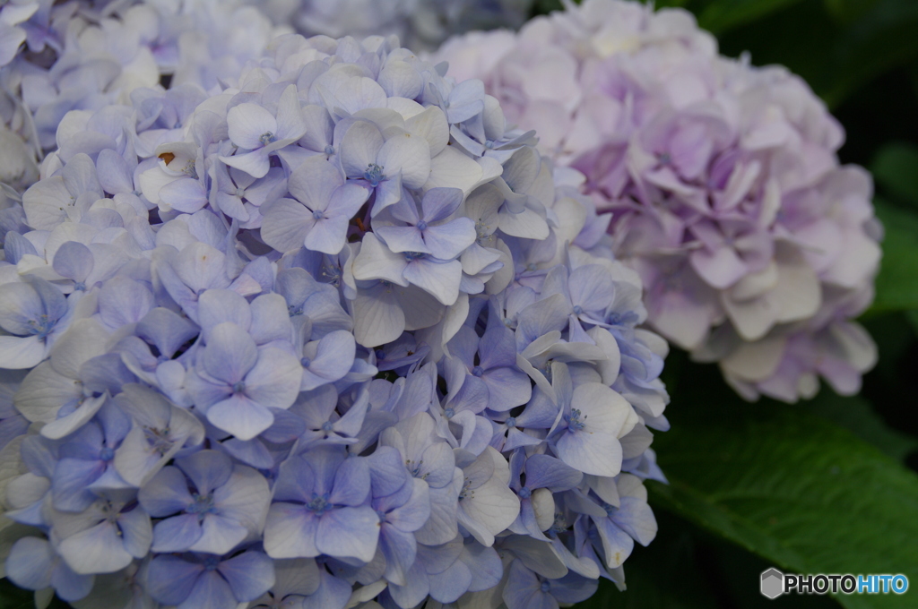 紫陽花