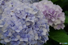 紫陽花